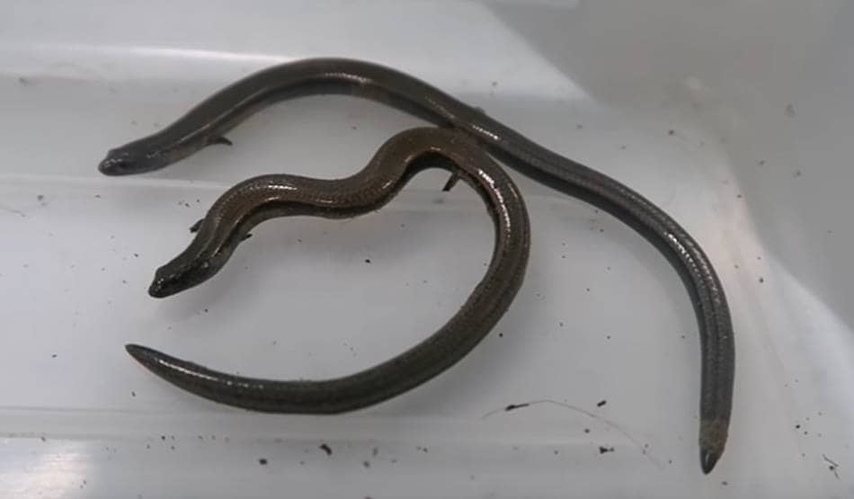 बड़ी खोज: एक साथ अंडे ही नहीं बच्चे भी दे सकती है यह छिपकली