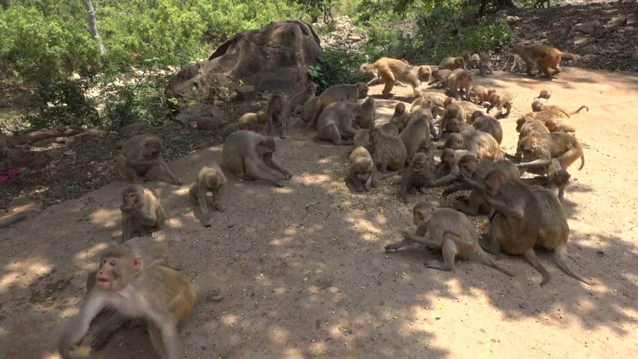 लॉकडाउन के चलते संकट में चित्रकूट के बंदर, लोगों ने की मदद