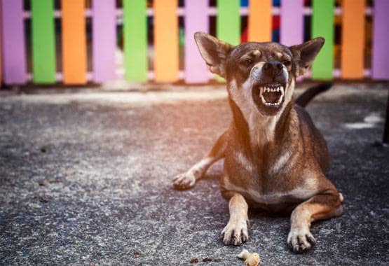 चमगादड़, पैंगोलिन या कुत्ता, किसने इंसानों में फैलाया कोरोना वायरस?