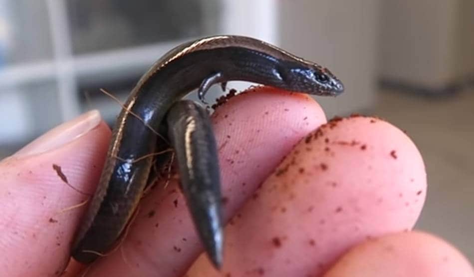 बड़ी खोज: एक साथ अंडे ही नहीं बच्चे भी दे सकती है यह छिपकली