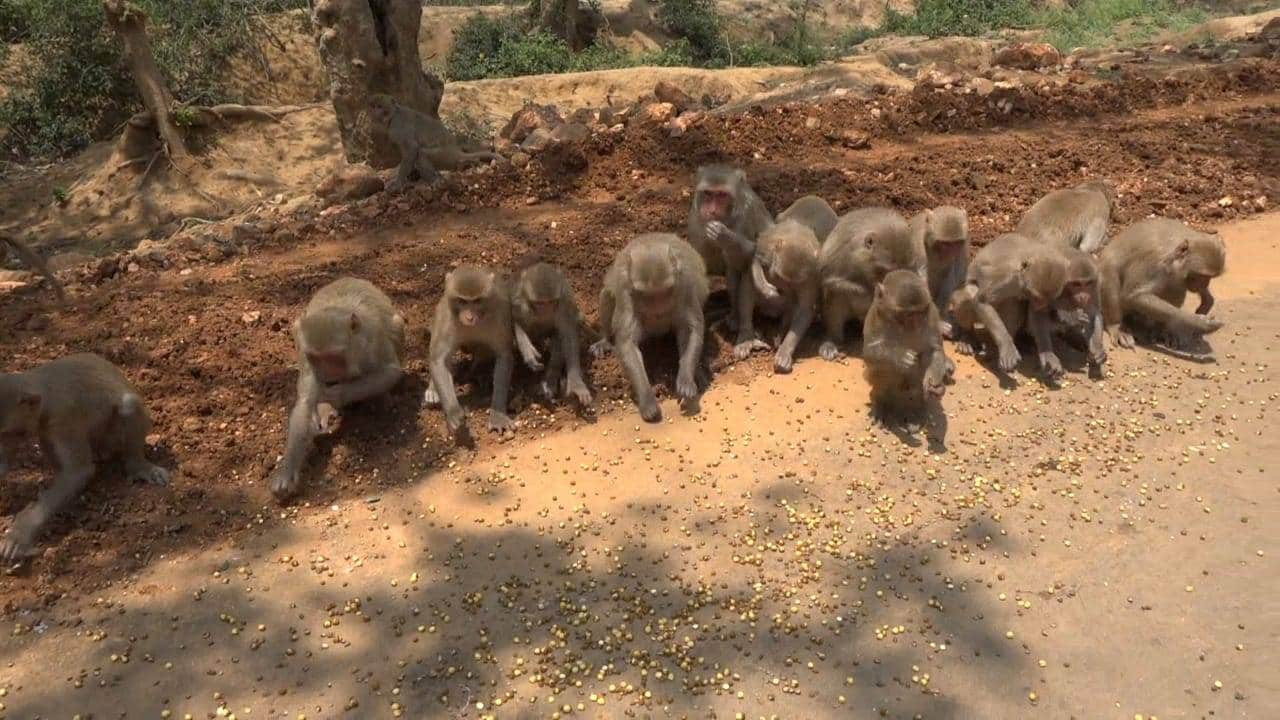 लॉकडाउन के चलते संकट में चित्रकूट के बंदर, लोगों ने की मदद