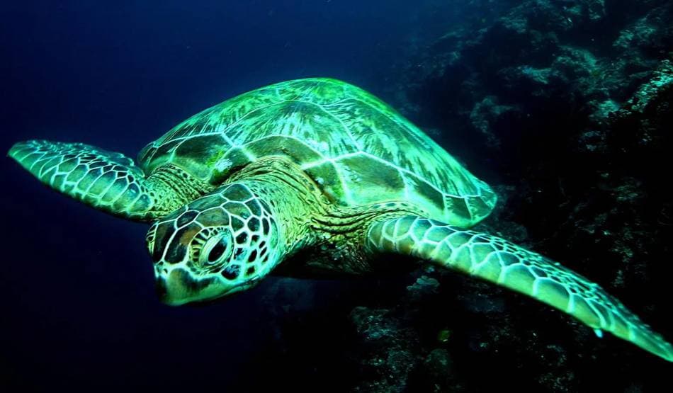 वैज्ञानिकों ने चेताया- विलुप्त हो जाएंगे व्हेल और ध्रवीय भालू जैसे जीव