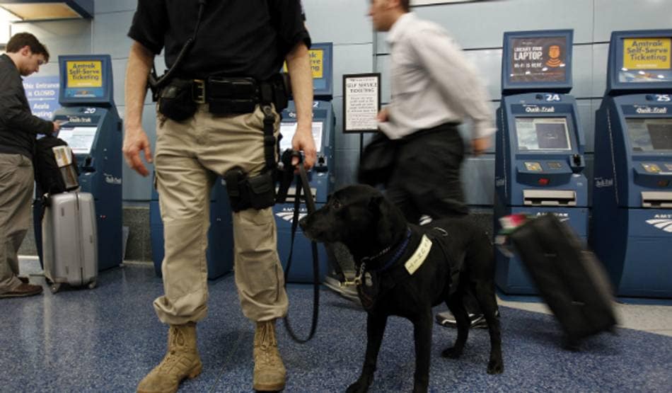 कोरोना वायरस का सूंघ कर पता लगाएंगे कुत्ते, दी जाएगी ट्रेनिंग