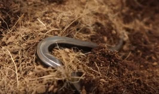 बड़ी खोज: एक साथ अंडे ही नहीं बच्चे भी दे सकती है यह छिपकली