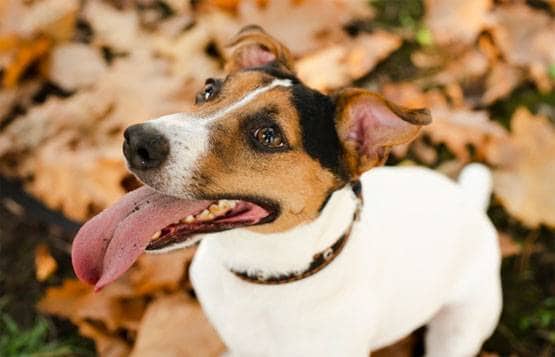 चमगादड़, पैंगोलिन या कुत्ता, किसने इंसानों में फैलाया कोरोना वायरस?