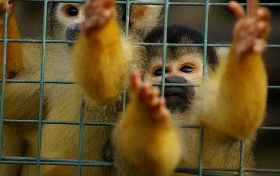 इंसान ने अपनी इन गलतियों से पैदा किया कोरोना वायरस, अब बनी महामारी