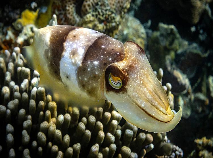 3 दिल वाली इस मछली में होता है हरा-नीला खून, जानिए क्यों है बेशकीमती