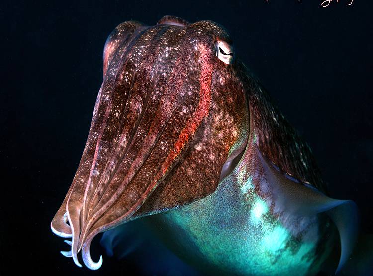 3 दिल वाली इस मछली में होता है हरा-नीला खून, जानिए क्यों है बेशकीमती