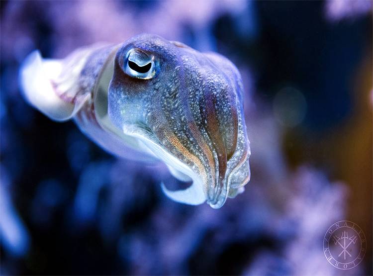 3 दिल वाली इस मछली में होता है हरा-नीला खून, जानिए क्यों है बेशकीमती