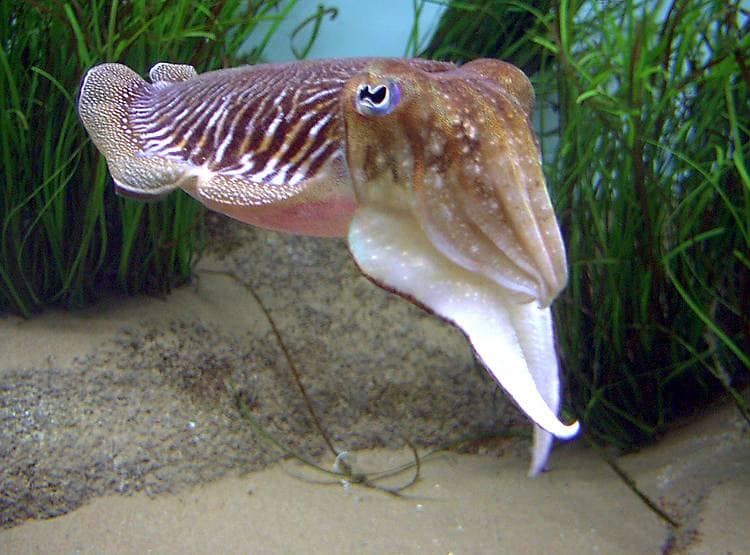 3 दिल वाली इस मछली में होता है हरा-नीला खून, जानिए क्यों है बेशकीमती