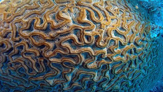 सिर्फ इंसान को नहीं सता रही बीमारी, समंदर के नीचे भी फैली है एक 'महामारी'