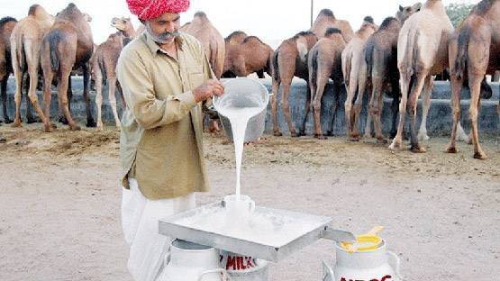 बीमार बच्चे के लिए मां ने लगाई गुहार, पार्सल ट्रेन से पहुंचाया गया ऊंटनी का दूध
