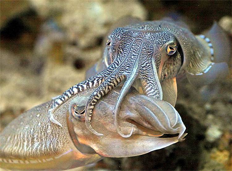 3 दिल वाली इस मछली में होता है हरा-नीला खून, जानिए क्यों है बेशकीमती