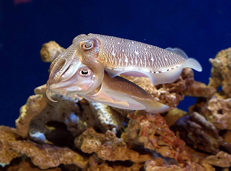 3 दिल वाली इस मछली में होता है हरा-नीला खून, जानिए क्यों है बेशकीमती