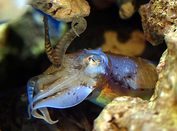 3 दिल वाली इस मछली में होता है हरा-नीला खून, जानिए क्यों है बेशकीमती