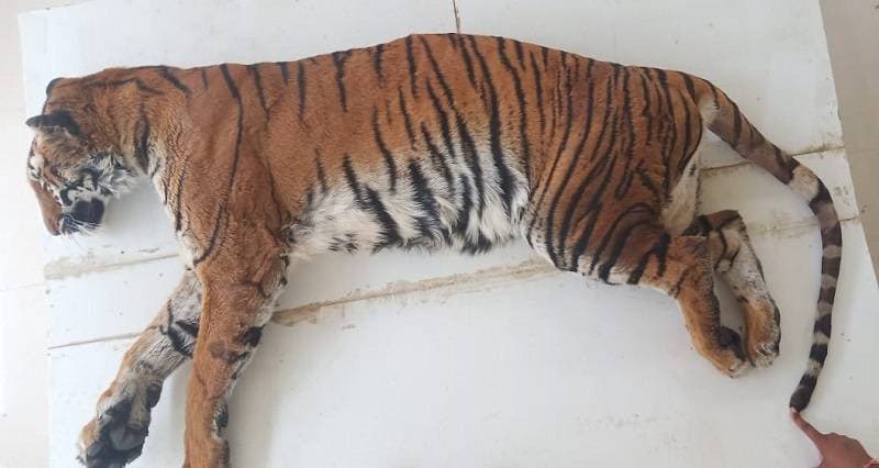 रीवा में कोरोना से हुई शेरनी की मौत? जांच के लिए भेजे गए सैंपल