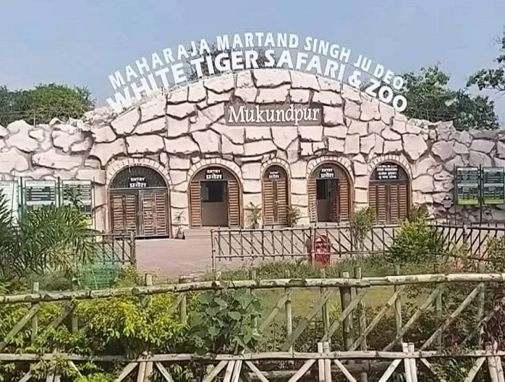 रीवा में कोरोना से हुई शेरनी की मौत? जांच के लिए भेजे गए सैंपल