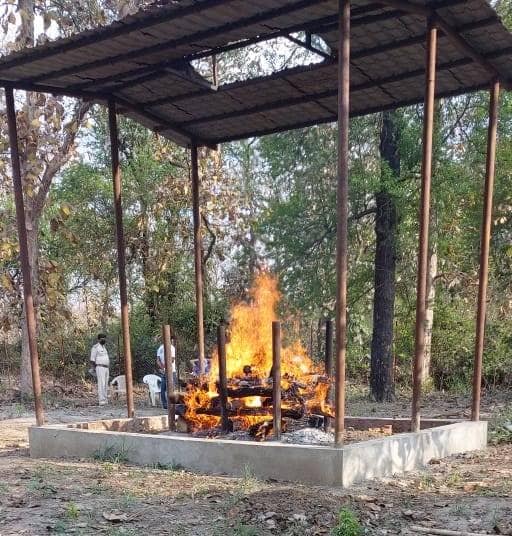 रीवा में कोरोना से हुई शेरनी की मौत? जांच के लिए भेजे गए सैंपल