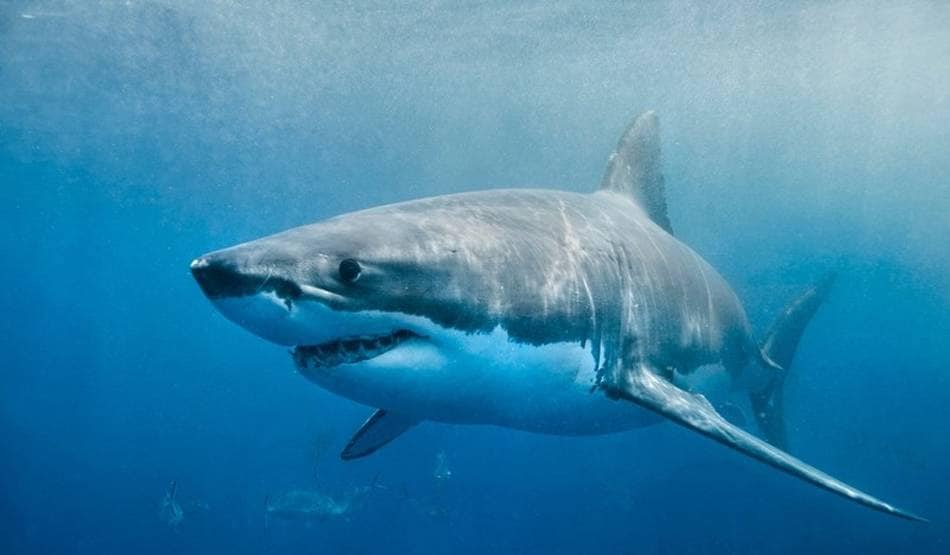 वैज्ञानिकों ने चेताया- विलुप्त हो जाएंगे व्हेल और ध्रवीय भालू जैसे जीव