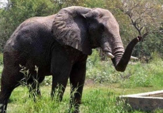 लॉकडाउन में जानवरों का भी हुआ बुरा हाल, मौत की तरफ बढ़ रहे हजारों हाथी