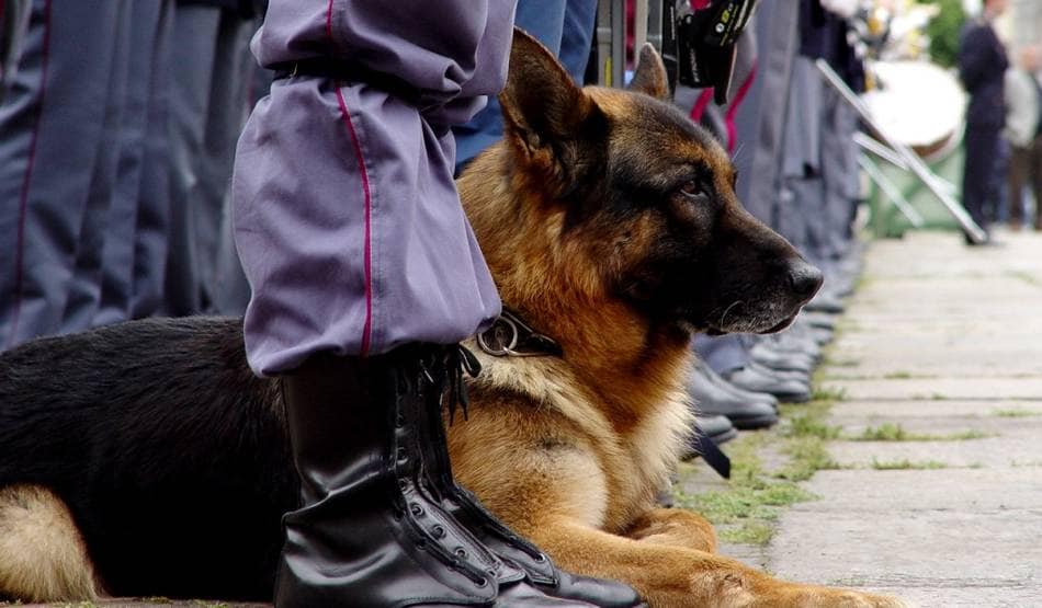 कोरोना वायरस का सूंघ कर पता लगाएंगे कुत्ते, दी जाएगी ट्रेनिंग