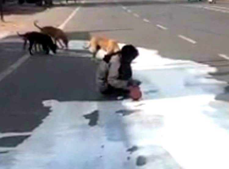 सड़क पर फैला पड़ा था दूध, इंसान और कुत्ते की एक साथ बुझी भूख