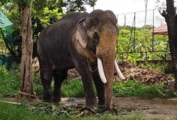 लॉकडाउन में जानवरों का भी हुआ बुरा हाल, मौत की तरफ बढ़ रहे हजारों हाथी