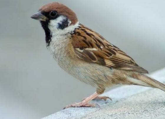 PAK: लॉकडाउन में हो रहा था बोर, मारकर खा गया सैकड़ों चिड़िया