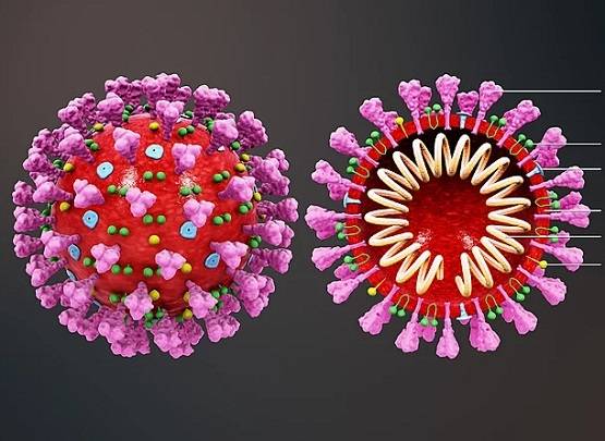 एक नहीं तीन किस्म का है कोरोना वायरस, जानें कौन सा है सबसे जानलेवा