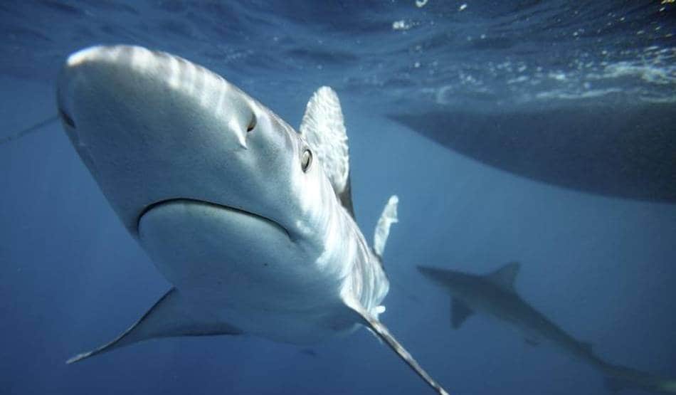 वैज्ञानिकों ने चेताया- विलुप्त हो जाएंगे व्हेल और ध्रवीय भालू जैसे जीव