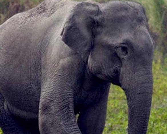 लॉकडाउन में जानवरों का भी हुआ बुरा हाल, मौत की तरफ बढ़ रहे हजारों हाथी