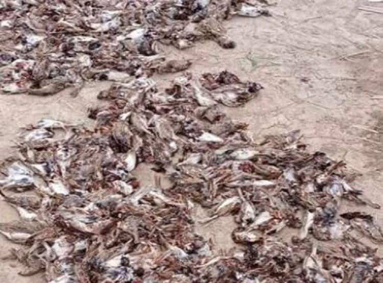 PAK: लॉकडाउन में हो रहा था बोर, मारकर खा गया सैकड़ों चिड़िया