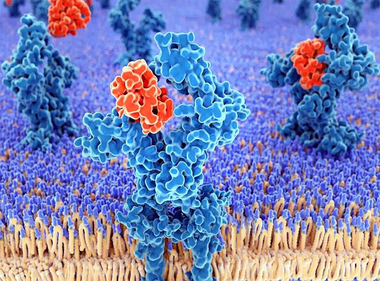 कोरोना: कन्फ्यूज होकर सेल्फ गोल करने लगता है इम्यून सिस्टम