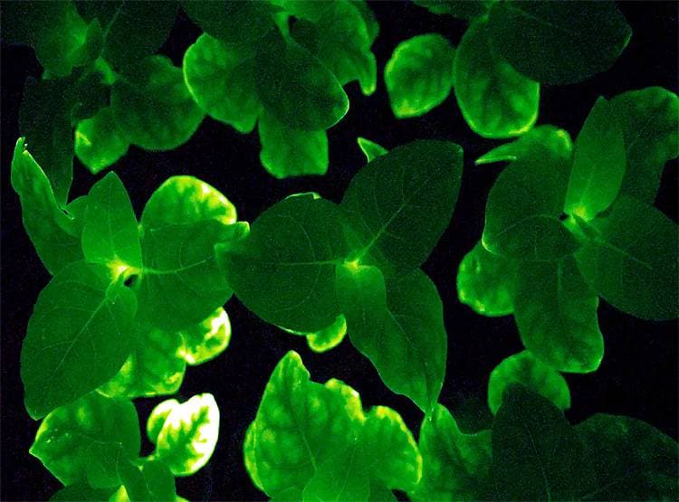 चमकता है ये पौधा, बन सकता है भविष्य का 'बल्ब'