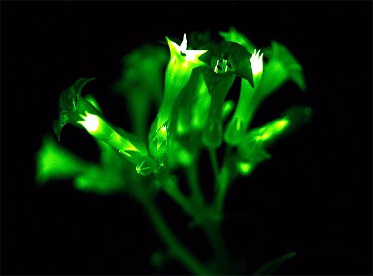 चमकता है ये पौधा, बन सकता है भविष्य का 'बल्ब'