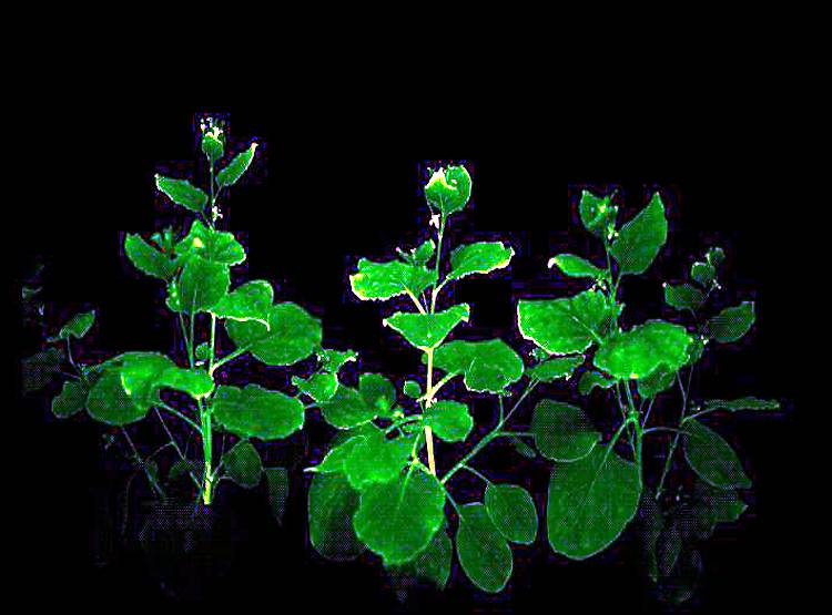 चमकता है ये पौधा, बन सकता है भविष्य का 'बल्ब'