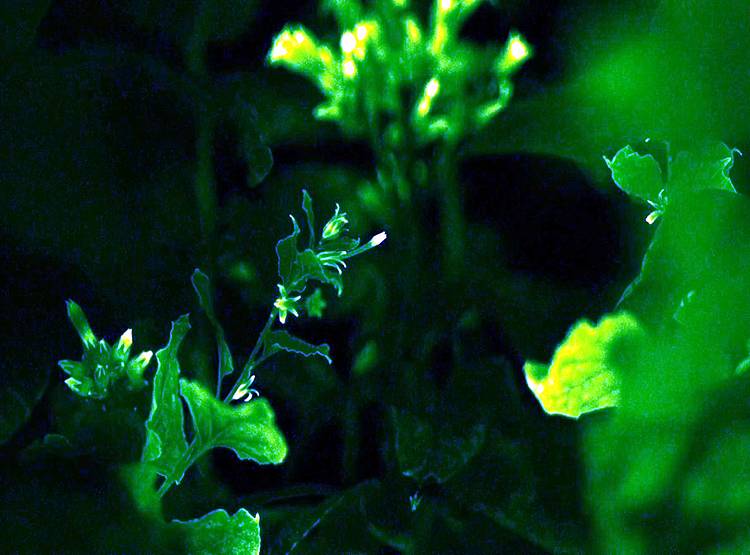 चमकता है ये पौधा, बन सकता है भविष्य का 'बल्ब'