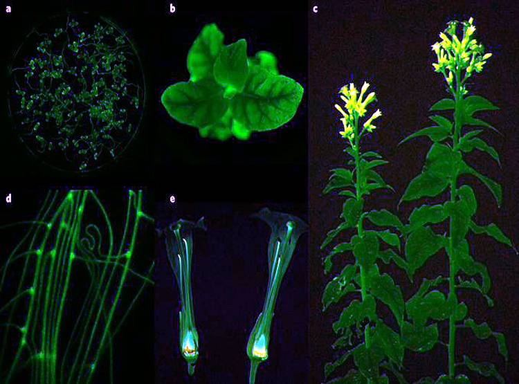चमकता है ये पौधा, बन सकता है भविष्य का 'बल्ब'