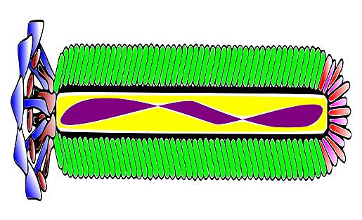 वायरस ऊर्जा के स्रोत, इनसे बनी हैं बैटरियां, MIT प्रोफेसर का दावा