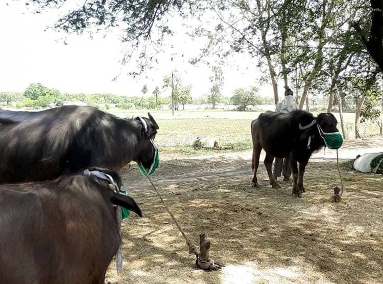 ग्रामीणों को कोरोना फैलने का डर, गाय-भैंसों को भी पहना दिए मास्क