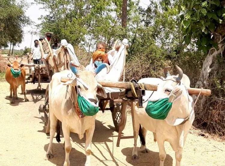 ग्रामीणों को कोरोना फैलने का डर, गाय-भैंसों को भी पहना दिए मास्क