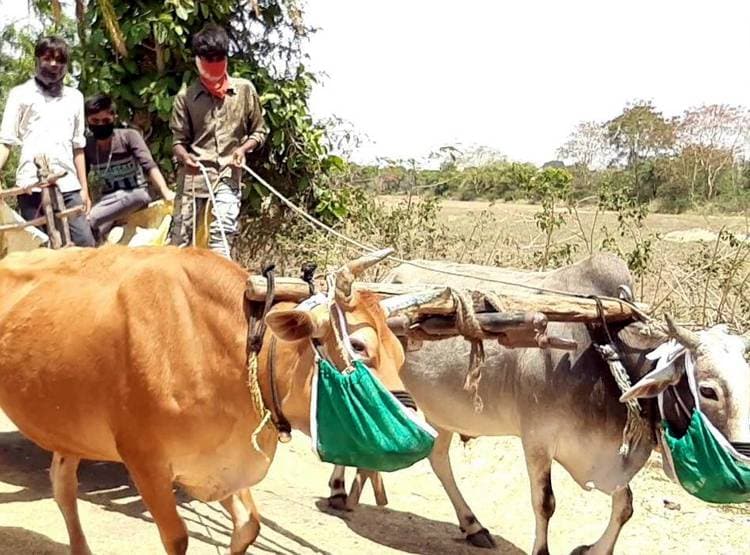 ग्रामीणों को कोरोना फैलने का डर, गाय-भैंसों को भी पहना दिए मास्क