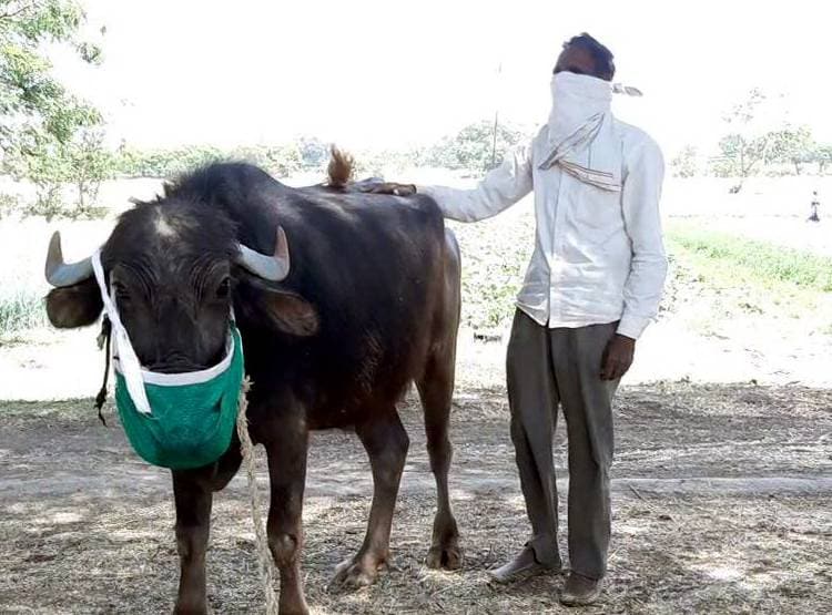 ग्रामीणों को कोरोना फैलने का डर, गाय-भैंसों को भी पहना दिए मास्क