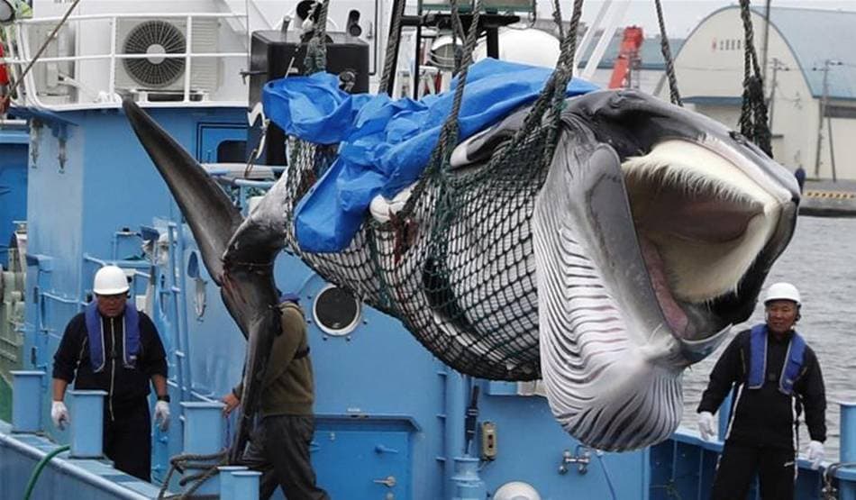 वैज्ञानिकों ने चेताया- विलुप्त हो जाएंगे व्हेल और ध्रवीय भालू जैसे जीव