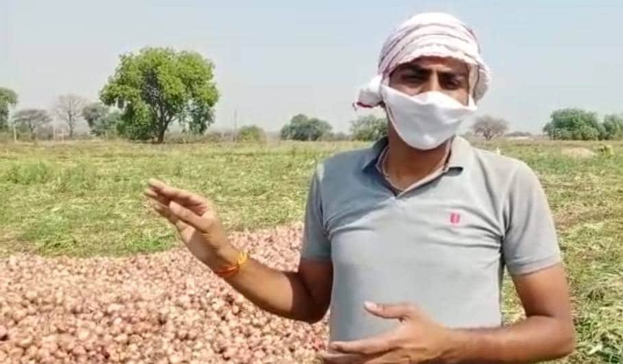 लॉकडाउन के कारण खेतों में सड़ रहे प्याज, फेंकने को मजबूर किसान