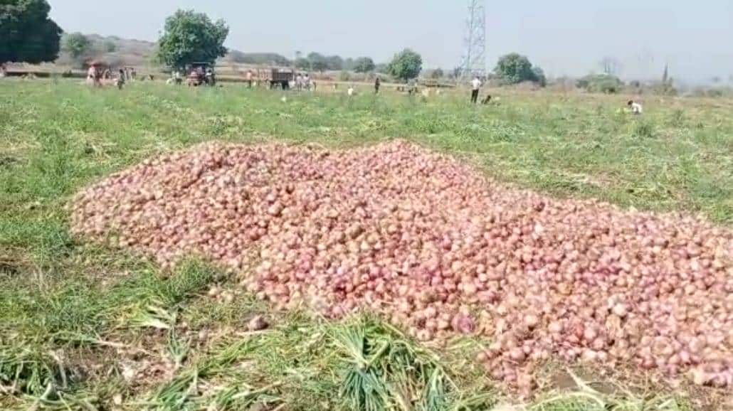 लॉकडाउन के कारण खेतों में सड़ रहे प्याज, फेंकने को मजबूर किसान