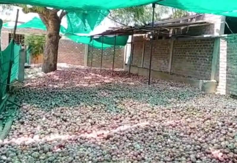 लॉकडाउन के कारण खेतों में सड़ रहे प्याज, फेंकने को मजबूर किसान