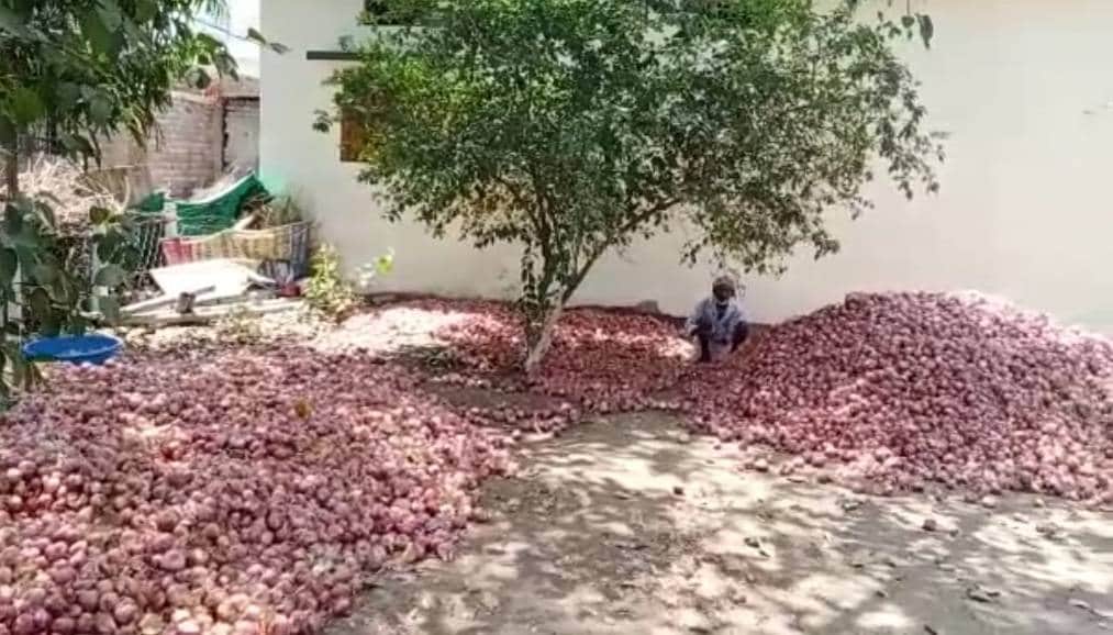 लॉकडाउन के कारण खेतों में सड़ रहे प्याज, फेंकने को मजबूर किसान