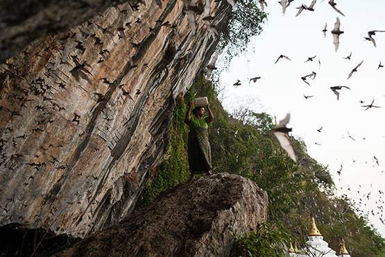 भारत के चमगादड़ों में भी मिला बैट कोरोना वायरस, इंसानों में संक्रमण के सबूत नहीं