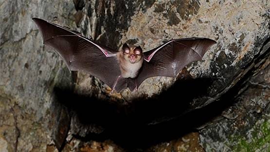 भारत के चमगादड़ों में भी मिला बैट कोरोना वायरस, इंसानों में संक्रमण के सबूत नहीं